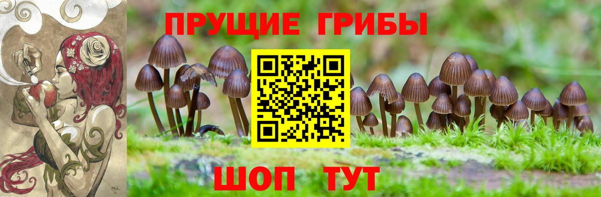 Псилоцибиновые грибы прущие грибы  Вход с VPN  Лесной 